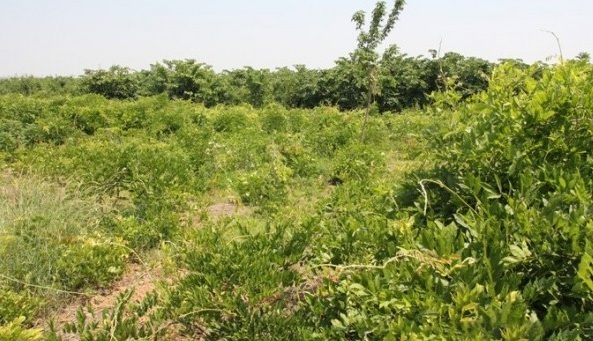 1627984334447024.jpg image.jpg