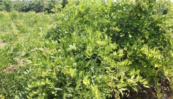 1627984344776995.jpg image.jpg