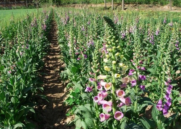 1627984996626741.jpg image.jpg