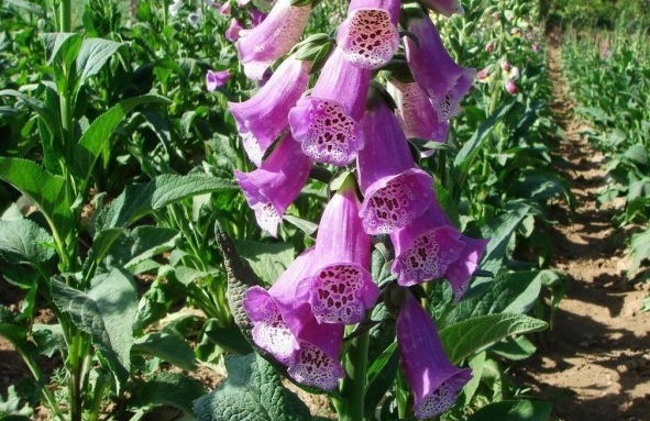 1627985010767813.jpg image.jpg