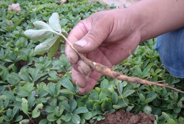 1627985537448772.jpg image.jpg