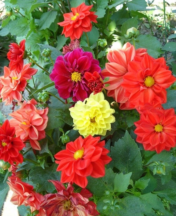 1627986900915206.jpg image.jpg