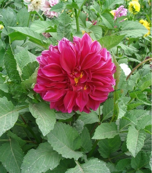 1627986908675074.jpg image.jpg