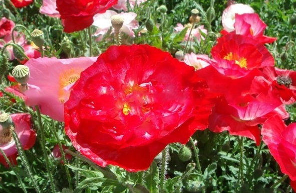 1627987036550091.jpg image.jpg