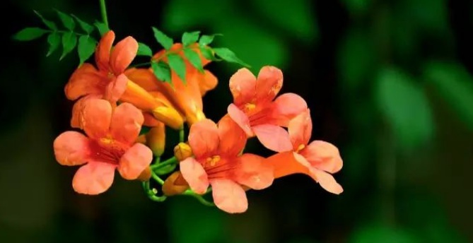 1627989510296068.jpg image.jpg