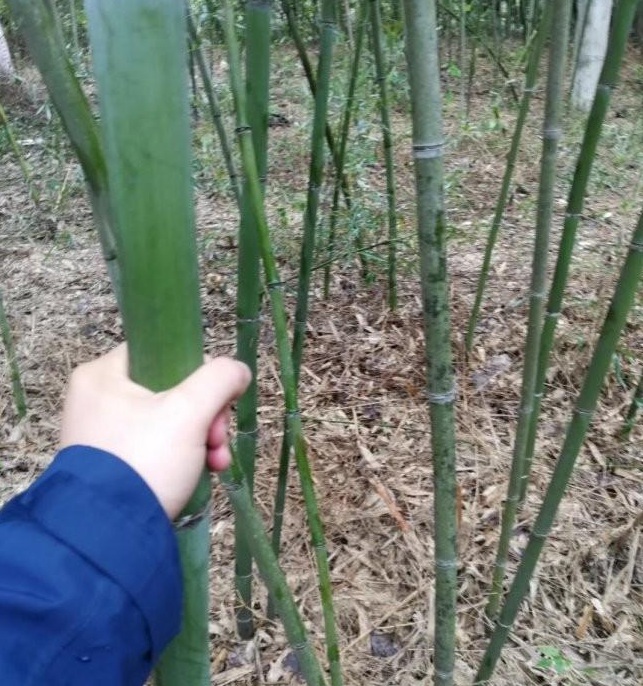 1627989824107507.jpg image.jpg