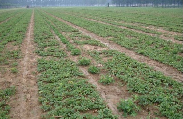 1627989955630530.jpg image.jpg