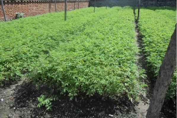 1627990099803236.jpg image.jpg