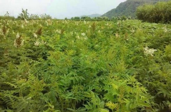 1627990465204380.jpg image.jpg