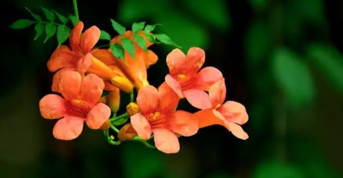 1627990677201655.jpg image.jpg