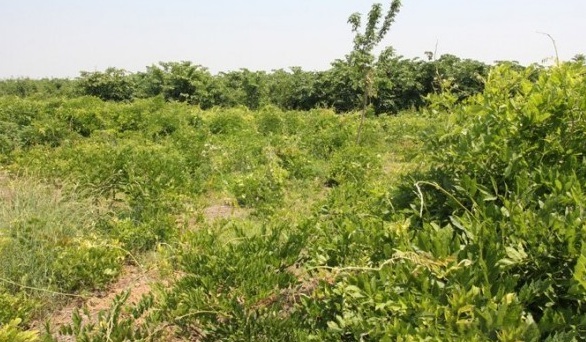 1627992070343436.jpg image.jpg