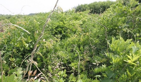 1627992089211301.jpg image.jpg