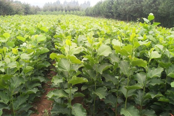 1627993712599919.jpg image.jpg