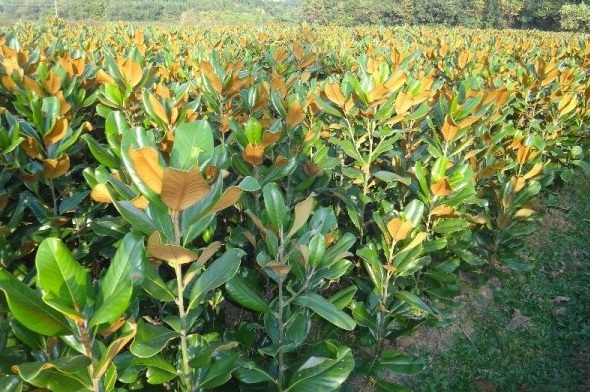 1627993733819706.jpg image.jpg