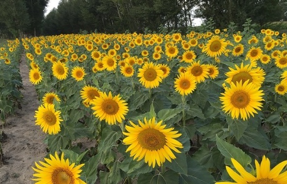 1627993926438451.jpg image.jpg