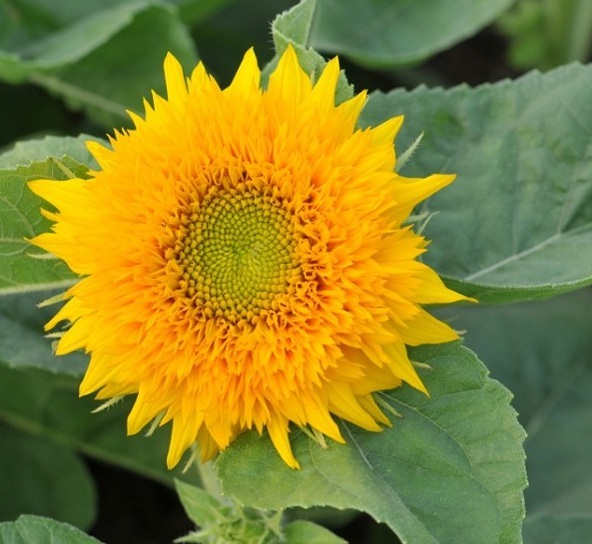 1627993943359719.jpg image.jpg