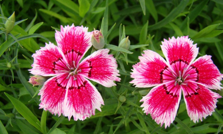 1627994267844436.jpg image.jpg