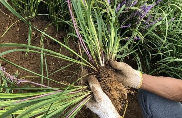 1627994386422567.jpg image.jpg