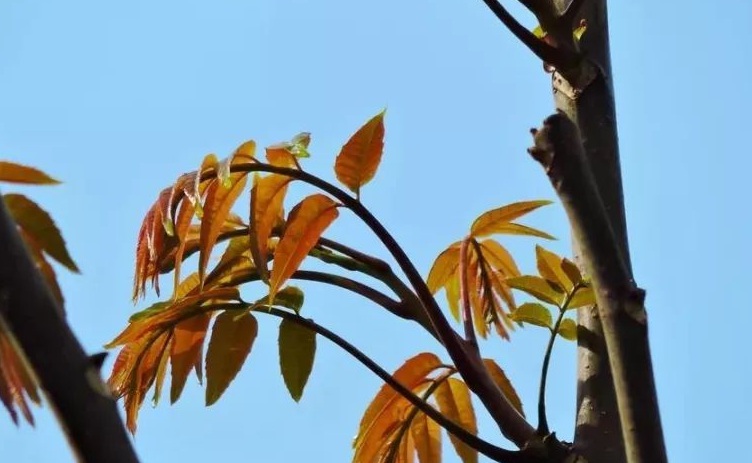 1627997949977513.jpg 香椿樹1.jpg