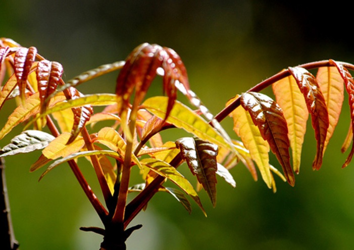 1627997976690825.jpg 香椿樹2.jpg