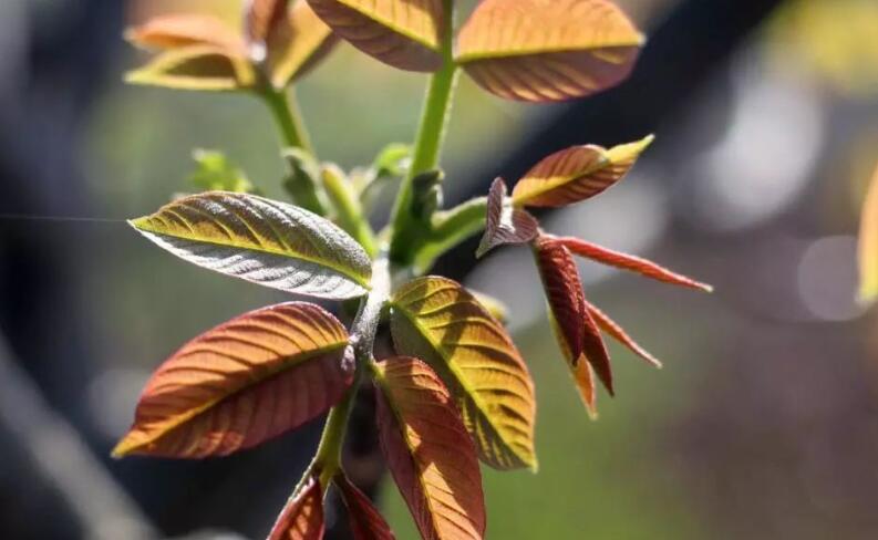 1627997993525777.jpg 香椿樹3.jpg