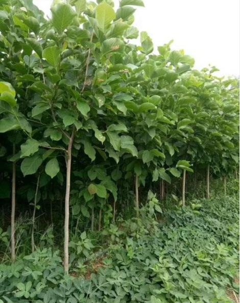 1628053006177860.jpg 白玉蘭2.PNG