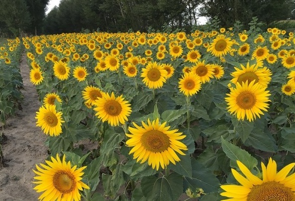 1628056671108270.jpg image.jpg