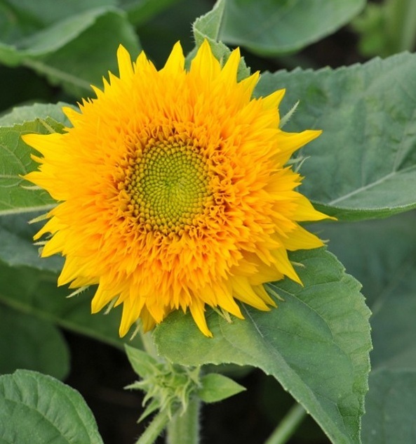 1628056689525365.jpg image.jpg