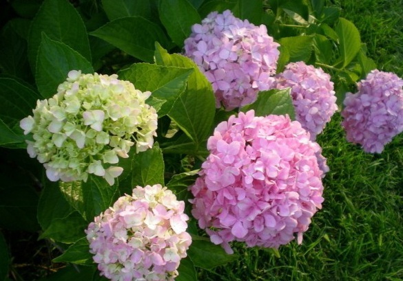 1628056905141474.jpg image.jpg