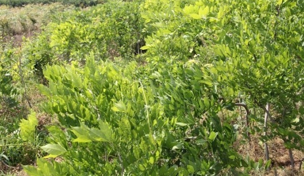 1628057669486890.jpg image.jpg