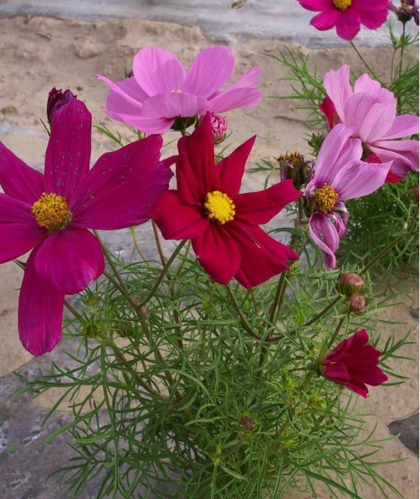 1628058261369302.jpg image.jpg