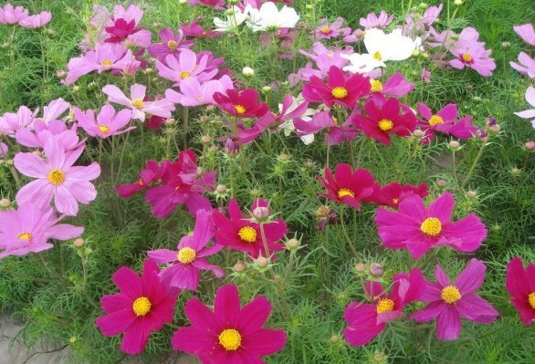 1628058277838851.jpg image.jpg