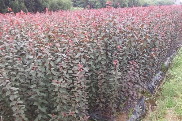 1628059032528999.jpg image.jpg