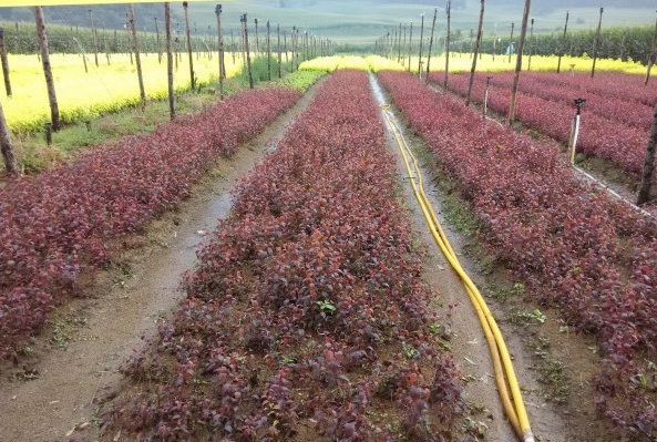 1628059043428328.jpg image.jpg