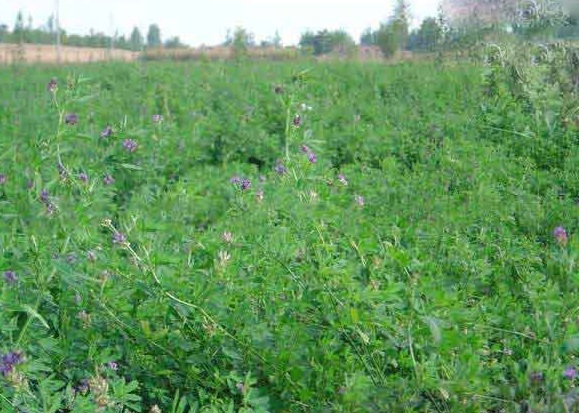 1628059736309926.jpg image.jpg