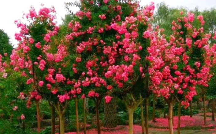 1628063606244670.jpg 紫薇樹1.jpg