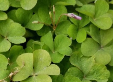 1628078620401731.jpg image.jpg