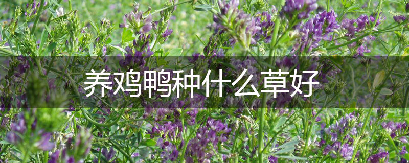 養(yǎng)雞鴨種什么草好 養(yǎng)雞鴨種什么草好