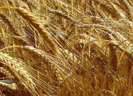 1628088280687783.jpg image.jpg