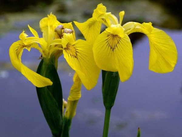 1628121119719783.jpg 黃菖蒲3_副本.jpg