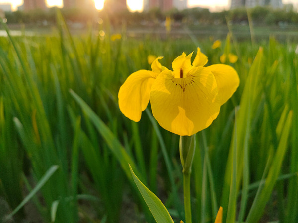 1628121127432303.jpg 黃菖蒲4_副本.jpg