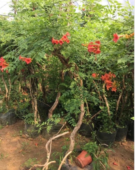 1628133744882060.jpg 凌霄花2.PNG