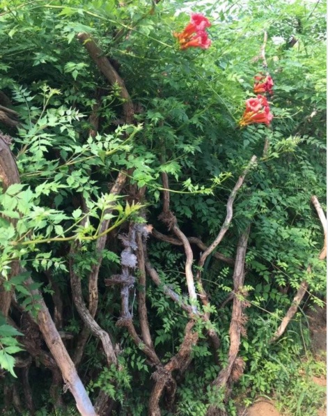 1628133762281362.jpg 凌霄花3.PNG