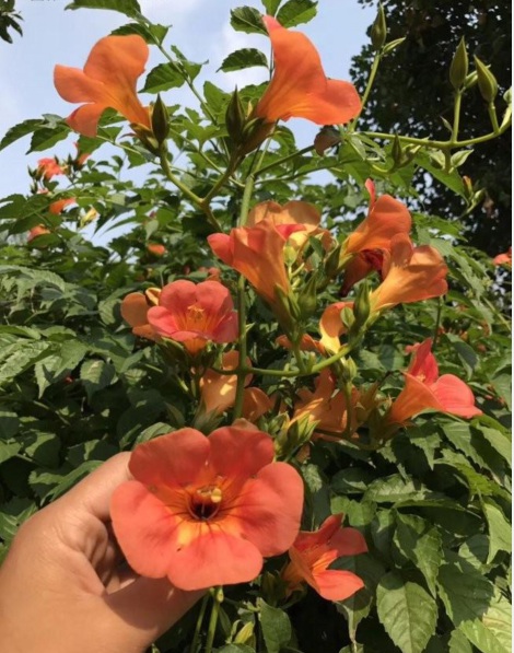 1628133777904917.jpg 凌霄花1.PNG