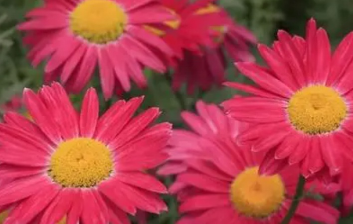 1628139033134659.jpg 除蟲菊1.jpg