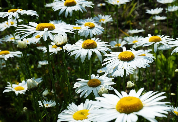 1628139051107300.jpg 除蟲菊2.jpg