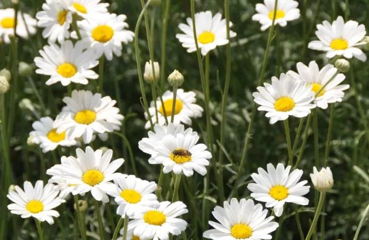 1628139065538594.jpg 除蟲菊3.jpg