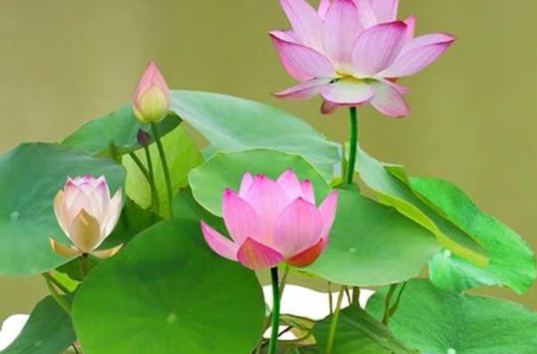 1628142711153255.jpg 萬聯(lián)2.jpg