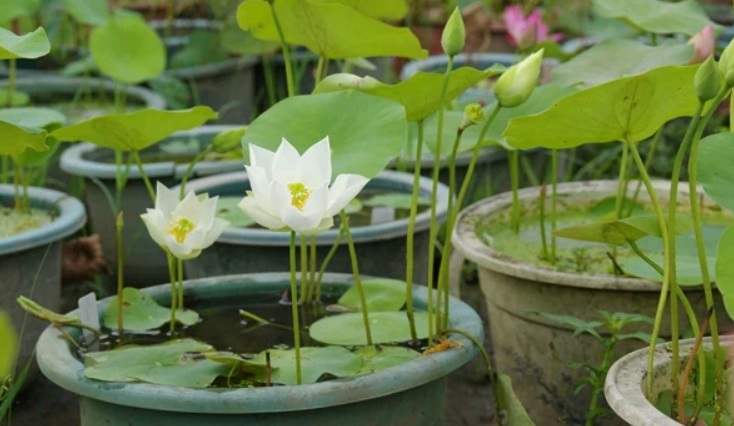 1628142723644890.jpg 萬聯(lián)3.jpg