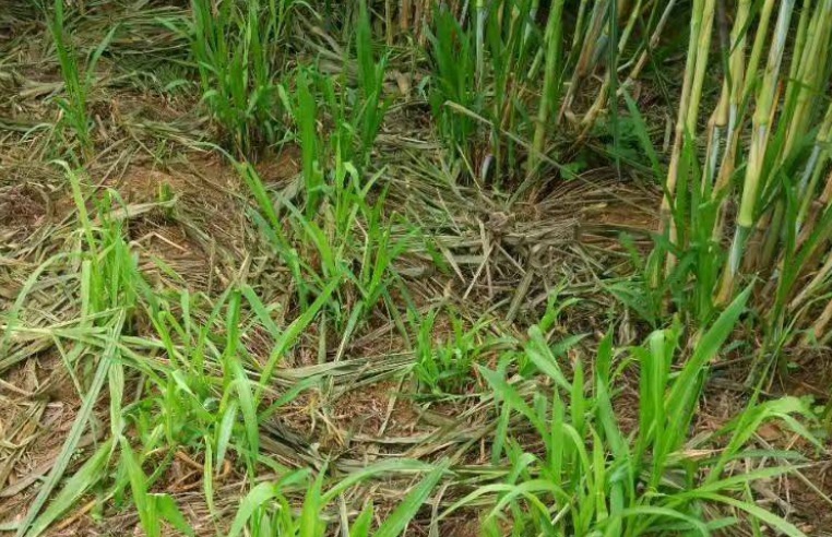 1628143227401652.jpg 甜象草3.jpg